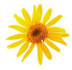 Arnica for varicose veins in Levicose