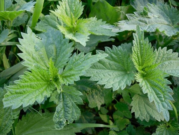 Preparation of medicinal decoction from nettles to treat varicose veins